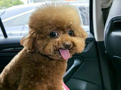 -Oh My Dog宠物沙龙(伊珊娜皮毛护理店)