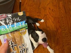 -FAELING PETS美天灵宠物(富力广场店)