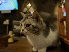 -猫猫幼稚园·撸猫·桌游·电玩