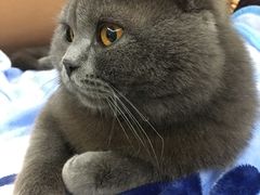 -喵zoo家庭繁育猫舍(尖东智能花园店)