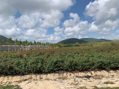 -亚龙湾国际玫瑰谷