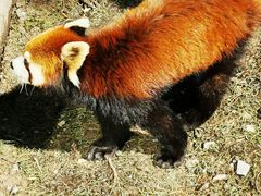 -上海动物园(地铁站)