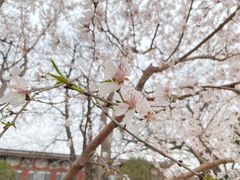 -Tubestation站点比萨(五道营店)