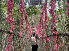 -西双版纳原始森林公园