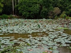 -南宁良凤江国家森林公园