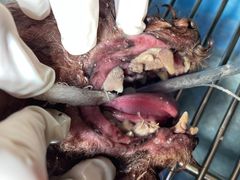 -汪喵宠物医院·骨科心脏影像·犬猫急重症ICU诊疗中心(成华分院)