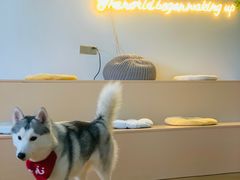 -Husky Go! 哈士奇体验馆·宠物咖啡厅狗咖