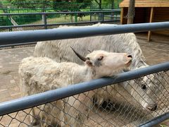 -长白岛森林公园