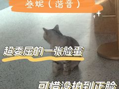 -Promise 国风宠物空间(上邦百汇城店)