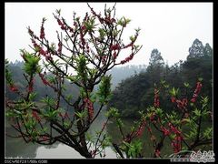 -南国桃园旅游度假区