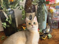 -东方名猫馆·英短金渐层布偶猫舍(环线广场1号楼店)