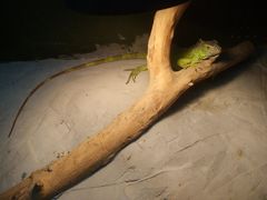 -上海大自然野生昆虫馆(东方明珠·爬宠昆虫探索中心)