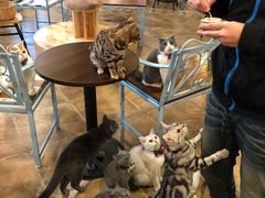 -共舞时光猫咖·狗咖(新街口店)