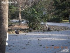 -北京麋鹿生态实验中心