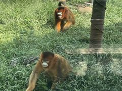 -合肥野生动物园