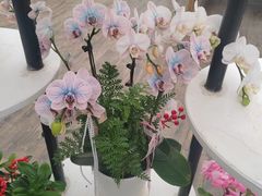 -荷兰花海