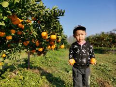 -前小桔亲子创意农场·草莓采摘·露营烧烤