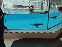 -帝企鹅自助餐厅•儿童岛•真企鹅(长隆企鹅酒店)