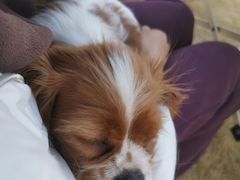 -天宠宠物医院24小时·急重症诊疗中心·全科·腔镜特色(和平分院)