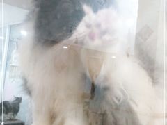 -李小姐の猫咖啡馆(五角场店)