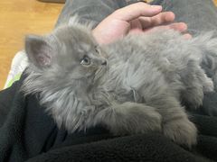 -美联众合宠物医院·爱萌分院·内外科·猫科中心