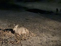 -清迈夜间动物园