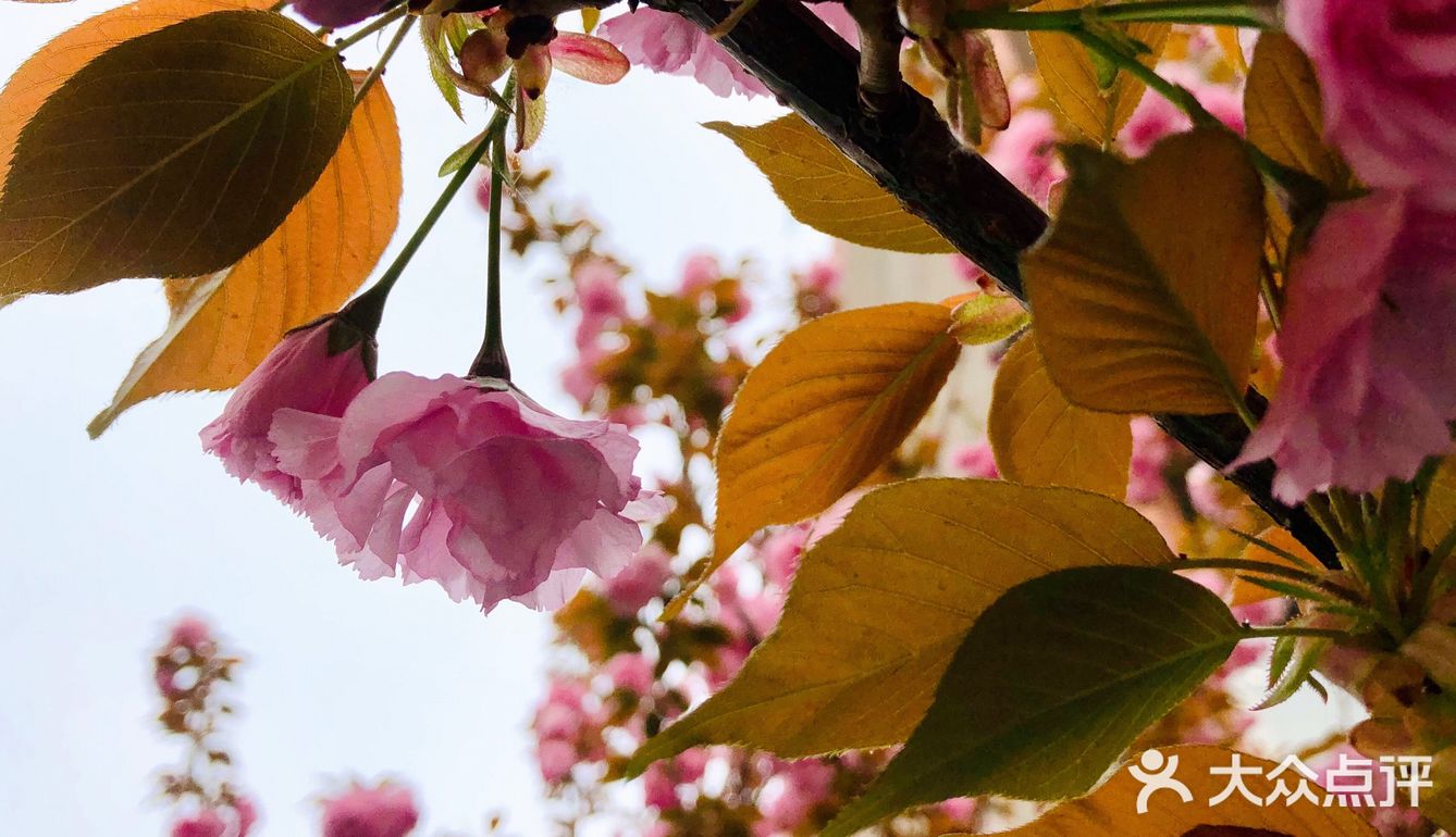 春天的颜色 | 海棠花开