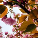 春天的颜色 | 海棠花开