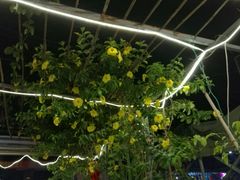-Sasa的海(蜈支洲岛后海店)