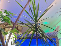 -桂满陇·蟹黄小笼汤包(清河万象店)