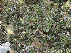 -大可堂普洱茶馆(襄阳南路馆)