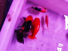 -中环花鸟鱼虫市场