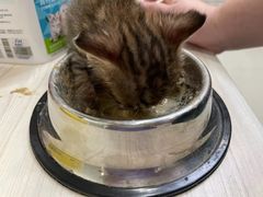 -瑞派康怡24h宠物医院·犬猫医疗中心·微创绝育(瑞景分院)