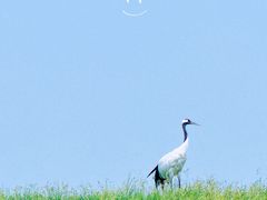 -黑龙江扎龙生态旅游区