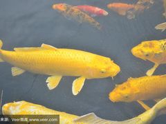 -皇冠 · 玛莉奥(丽江店)