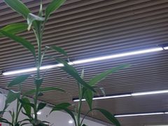 -白佛花鸟鱼虫批发市场小型宠物交易(东区)