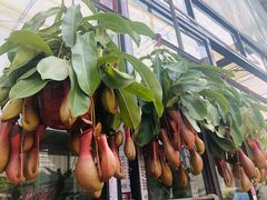 -金科花卉市场