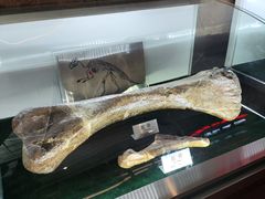 -诸城市恐龙博物馆