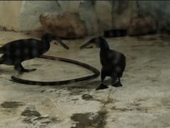 -芜湖新华联大白鲸海洋公园