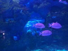 -芜湖新华联大白鲸海洋公园