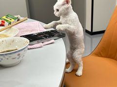 -申普宠物医院·心脏介入·心血管微创(总院)