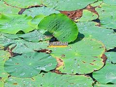 -野鸭湖国家湿地公园