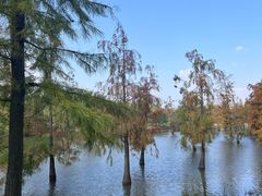 -上海长兴岛郊野公园