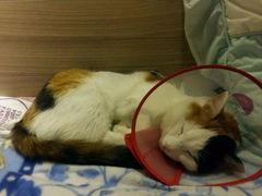 -佳怡动物医院·平价24小时·猫专科骨外科