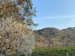 -中国茶叶博物馆(双峰馆区)