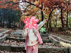 -北京鹫峰国家森林公园