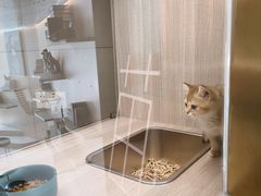 -飞行喵MR PILOT|猫舍·猫咖(静安大融城店)
