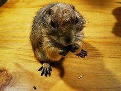 -藦茜花园宠物主题亲子互动体验馆(国顺东路店)