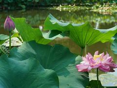 -陈家山荷花公园