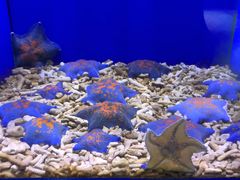 -青岛海底世界-水族馆